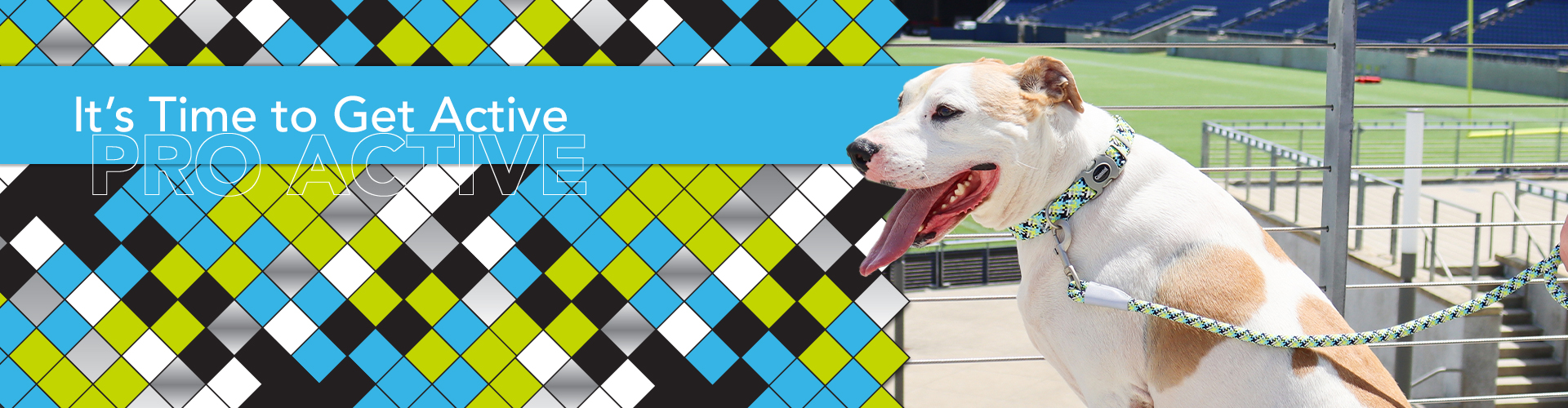 Promotional banner reading ‘It’s Time to Get Active — PROACTIVE’ shows a dog on a leash at a sports stadium, with a blue, green, and black geometric pattern in the background.